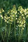 Lousewort flowers (Pedicularis elongata)