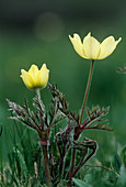 Alpine pasque flowers (Pulsatilla alpina)