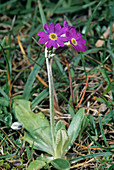 Scottish primrose (Primula scotica)