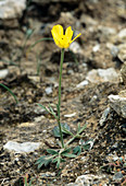 Jersey buttercup (Ranunculus paludosus)