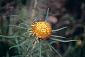 Golden Dryandra