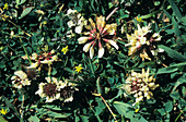 Western clover flowers (Trifolium sp.)