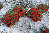 Red Lechenaultia flowers