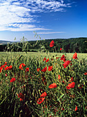 Common poppies (Papaver rhoes)