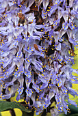 Plectranthus flowers