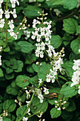 Plectranthus flowers
