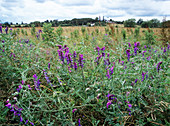 Tufted vetch flowers (Vicia cracca)