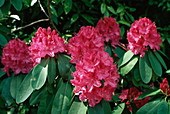 Rhododendron 'Cynthia'