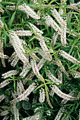 Hebe flowers (Hebe salicifolia)