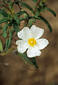 Narrow-leaved cistus flower