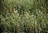 Marsh bedstraw flowers