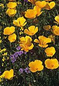 Californian poppies