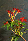 Pieris 'Forest Flame' flowers