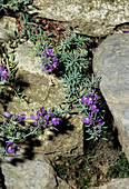 Alpine toadflax flowers