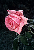 Rose 'Meissa' flower
