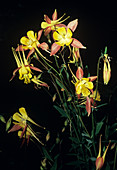 Rocky mountain columbine flowers