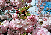 Cherry 'Oshokun' blossom