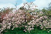 Cherry 'Oshokun' tree in blossom