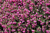 Heather 'Rosy Gem' flowers