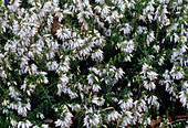 Heather 'Springwood White' flowers