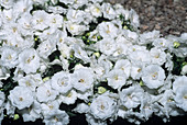 Bellflower 'White Wonder' flowers