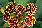 Polyanthus 'Elizabeth Killelay' flowers