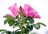 Rosa rugosa flowers