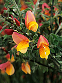 Cytisus 'La coquette' flowers