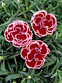 Dianthus 'Mondrian' flowers