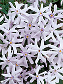 Phlox bifida 'Frohnleiten' flowers