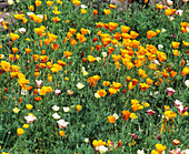 Poppies (Escholzia sp.)