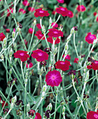 Carnation flowers (Dianthus deltoides)