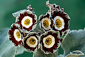 Show auricula 'Queen Bee' flowers