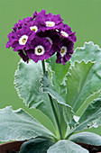 Show auricula 'Purple Promise' flowers