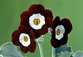 Show auricula 'Old Red Elvet' flowers
