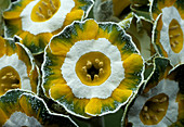 Show auricula 'Hinton Fields' flowers