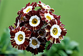 Show auricula 'Mazeta Stripe' flowers