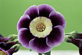 Alpine auricula 'Elizabeth Anne' flower