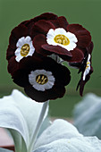 Show auricula 'Gizabroon' flowers