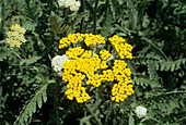 Achillea 'Coronation Gold' flowers