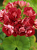 Pelargonium 'Rosebud Red'
