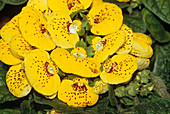 Calceolaria herbacea flowers