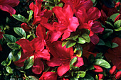 Rhododendron 'Vuyk's Scarlet' flowers