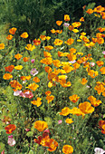 Escholtzia californica poppies