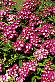 Rosa 'Marjorie Fair' flowers