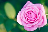 Pink rose (Rosa sp.)