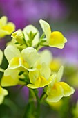 Toadflax (Linaria maroccana)