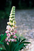 Lupin flower spike (Lupinus polyphyllus)