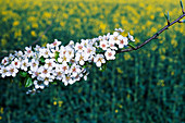 Quince flowers (Cydonia oblonga)
