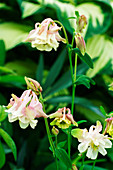 Columbine (Aquilegia 'Granny's Bonnet')